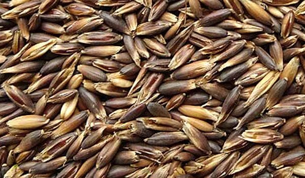 Schwarzhafer – Holzner Pferdefutter