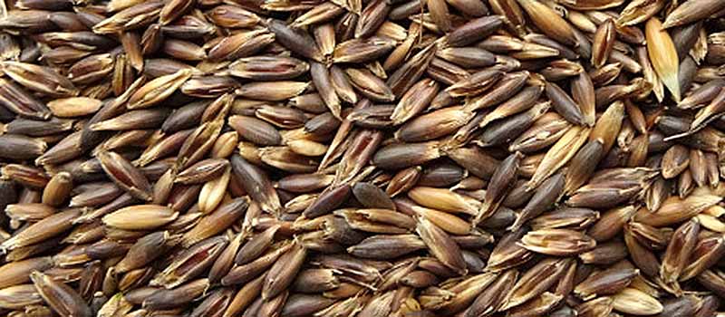 Schwarzhafer – Holzner Pferdefutter