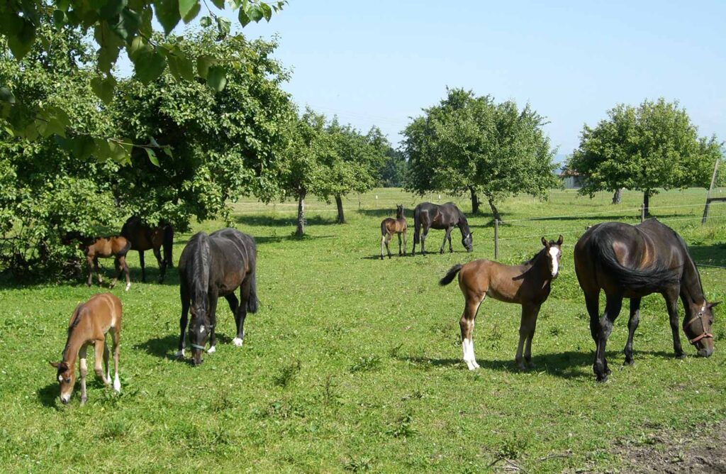 Stuten mit Fohlen auf der Weide